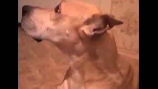 "Оперный дуэт" немецкого дога и хозяйки