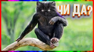ЗАСМЕЯЛСЯ - ПРОИГРАЛ  ЛУЧШИЕ ПРИКОЛЫ 2019!ТЕСТ НА ПСИХИКУ!НЕ СМЕЙСЯ ЧЕЛЛЕНДЖ!АНИМЕ ПРИКОЛЫ!