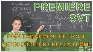 Fonctionnement du cycle reproducteur chez la femme - SVT - 1ère S - Les Bons Profs