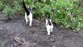 Кошка мурчит на котенка  Заботливая кошка мама