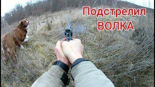 Подстрелил ВОЛКА, охота на волка на приманку из засады! Волки пришли на участок!
