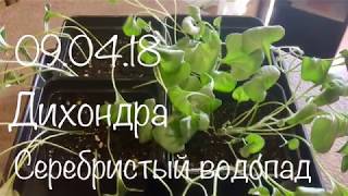 Дихондра 09.04.18 Размножение дихондры