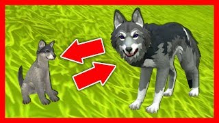 СИМУЛЯТОР ВОЛКА #6 ВОЛЧОНОК ВЫРОС Жизни Зверей WildCraft про котят лис и собак