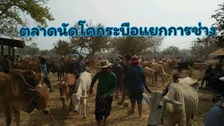 ตลาดนัดโคกระบือแยกการช่างวันเสาร์ที่25มกราคม พ.ศ.2563 สี่แยกการช่าง อ.กันทรลักษ์ จ.ศรีสะเกษ