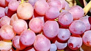 Виноград Дарвика  селекции В. Калугина (The Grapes of Darvika)