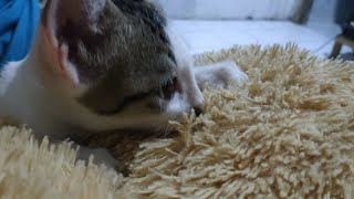 KERINDUAN ANAK KUCING PADA IBUNYA. KUCING NYUSU PADA BONEKA.