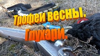 Трофеи весны! Два глухаря. Охота 2014 года. Вологда.