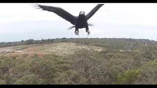 Eagle vs Drone - 2m Wedge-Tailed Eagle takes down Drone. Watch it Punch it out of the sky