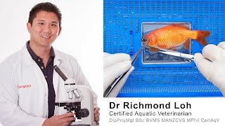 Goldfish surgery of damaged popped eye by fish veterinarian Dr Loh