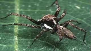 SCP-1470 "Telepathic Spider"