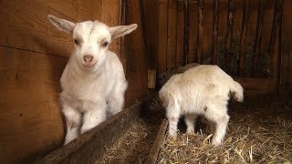 Tierischer Nachwuchs im Gläsernen Bauerhof