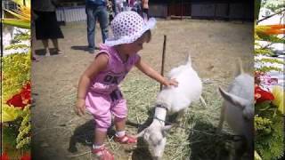 ДОБРЫЕ СЛОВА .детская песенка.