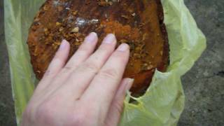 ГРИБЫ Вешенки на пеньках в домашних условиях