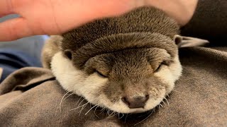 カワウソさくら 飼い主のお腹の上に登ってきて秒で寝るカワウソ otter that sleeps instantly on the owner's belly