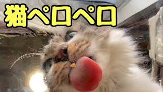 【ネコ】猫ペロペロ【cat】