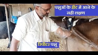 पशुओं के हीट में आने के सही लक्षण| hf cow farm in india