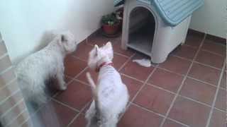 Primera monta westy