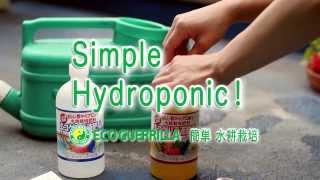 【簡単水耕栽培】初めてでもわかりやすい水耕栽培の流れ