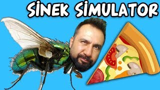 SİNEK SİMULATÖR!