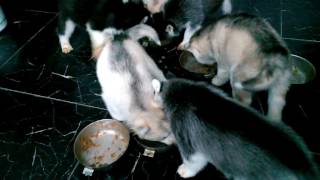 Щенки хаски 1 месяц. Первый прикорм. Элина кормит хаски