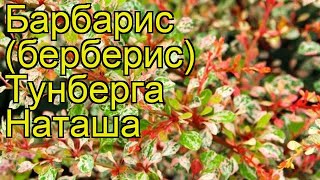 Барбарис тунберга Наташа. Краткий обзор, описание характеристик berberis thunbergii Natasza