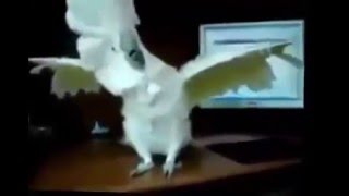 ПОПУГАИ видео ТАНЦУЮТ и ПОЮТ приколы на смешном видео