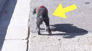 This Old Dog Was Surrendered For Being “Stupid.” But Shelter Staff Refused To Give Up On Him