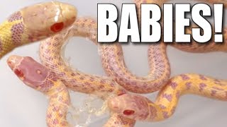 LIVE SNAKE BIRTH **ALBINO GARTER SNAKE** | BRIAN BARCZYK