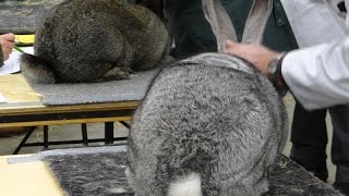 Фламандский гигант шиншилловый в Голландии на выставке — Vlaamse Reus