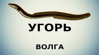 Русская рыбалка 3.99 ловим угря на Волге