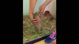 Релакс для суслика (Озвучка)