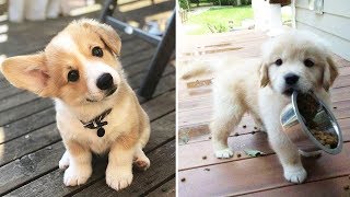 ♥Cute Puppies Doing Funny Things 2020♥ #10  Cutest Dogs