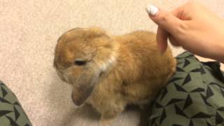 【ホーランドロップ】芸を覚えたうさぎ【うめちゃん】