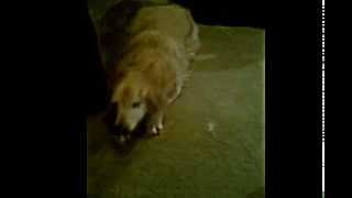 Dog Arthritis|Golden Retriever with Joint Pain trying Chondropaw- Video-Reviews