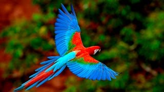 National Geographic Австралия Страна Попугаев документальный фильм 2015