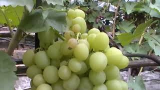 Сорт винограда "Империал" - сезон 2019 # Grape sort "Imperial"