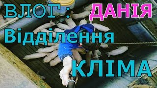 Моя щоденна робота на свинофермі. Частина 2.