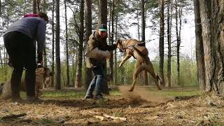 Молодая сука кадебо первый раз на кусачке, присматривается к взрослым собакам.