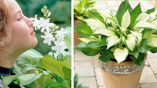 How to Plant Hosta: Spring/Summer Guide