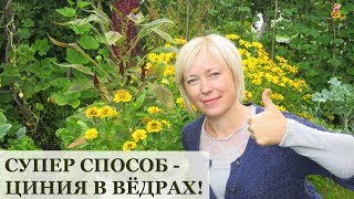 Очень просто - ЦИНИЯ в ведрах!!! / Огород в контейнерах