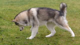 Alaskan Malamute chasing mouse (short version)