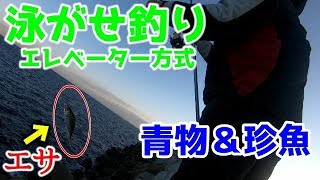 堤防からの泳がせ釣りで大型青物！珍しい魚も【泳がせ釣り】