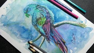 как нарисовать попугая ( карандаш, акварель ) . Speed Drawing