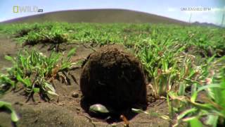 National Geographic Wild Worlds Weirdest Freaks Of Nature CONVERT HDTV XviD AFG