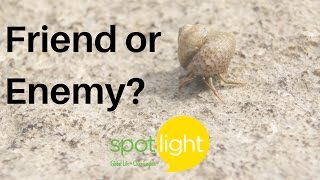 "Friend or Enemy?" - practice English with Spotlight
