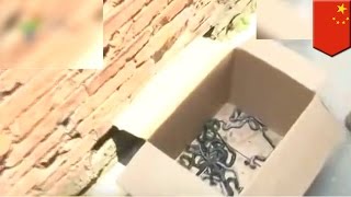 Нашествие кобр: 150 змей расползлись по китайской деревне