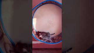 Как сделать беговое колесо для кошки кота своими руками в домашних условиях. Running wheel cat.