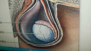 Eyaculacion Precoz La Tecnica del Tiron de Testiculos