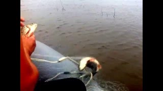 Рыбалка сетями. Ловля карасей  на сети