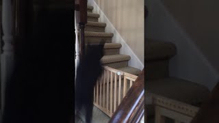 Dog Springs Over Staircase Gate With Ease || ViralHog